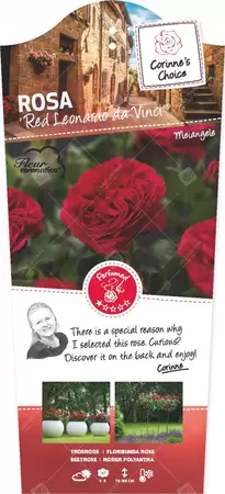 Rosa 'Red Leonardo da Vinci'® op stam