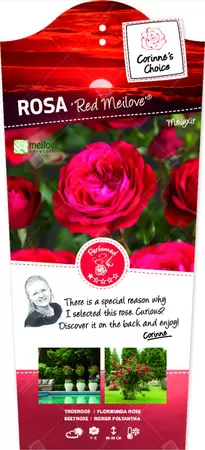 Rosa 'Red Meilove'® op stam