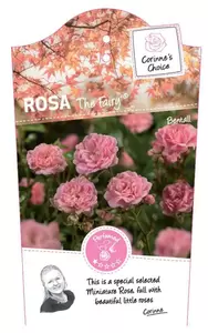 Rosa 'The Fairy'