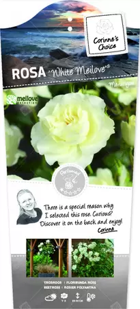 Rosa 'White Meilove'®