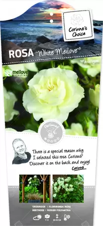 Rosa 'White Meilove'® op stam