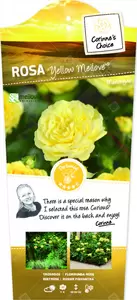 Rosa 'Yellow' Meilove'® op stam