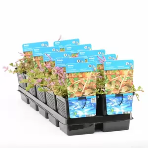 Rotala indica - afbeelding 2