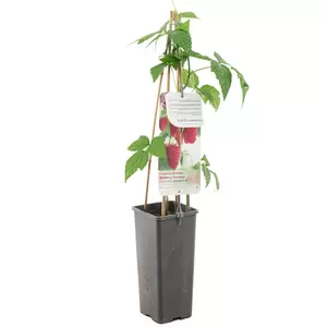 Rubus idaeus Autumn First - afbeelding 3