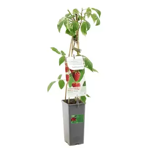 Rubus idaeus Heritage - afbeelding 3