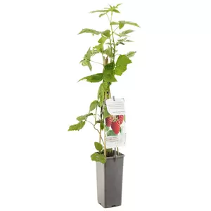 Rubus idaeus Tulamagic - afbeelding 3