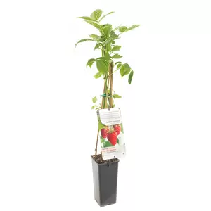 Rubus idaeus Tulameen - afbeelding 3