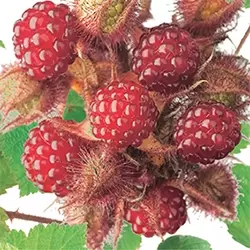Rubus ph. Japanse Wijnbes