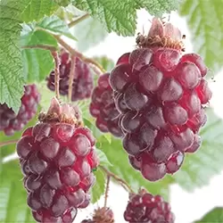 Rubus Tayberry