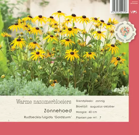 VIPS Rudbeckia fulgida Goldsturm p9