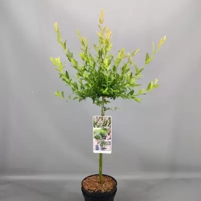 Salix integra 'Hakuro-nishiki'