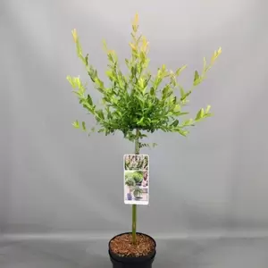 Salix integra 'Hakuro-nishiki'