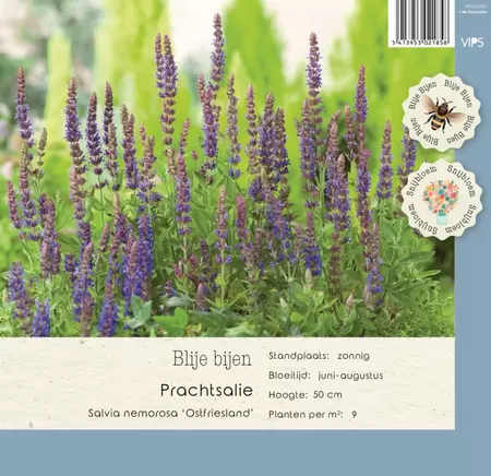 VIPS Salvia nemorosa Ostfriesland p9