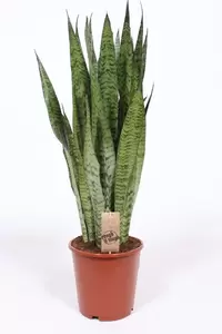 Sansevieria zeylanica P24