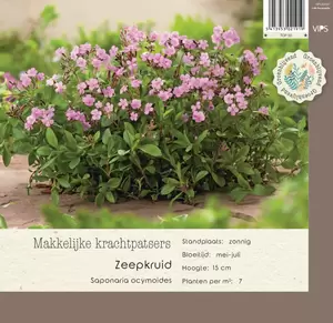 VIPS Saponaria ocymoides P9