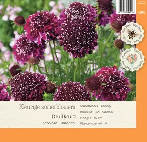 VIPS Scabiosa Barocca