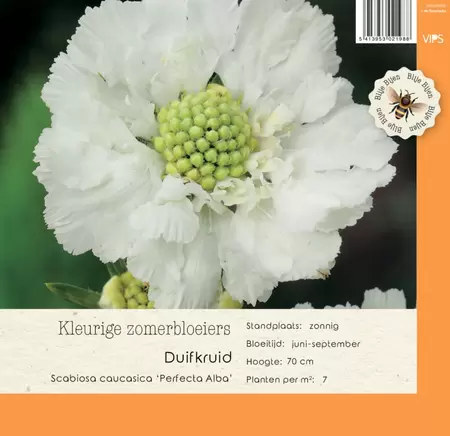 VIPS Scabiosa caucasica Perfecta Alba p9