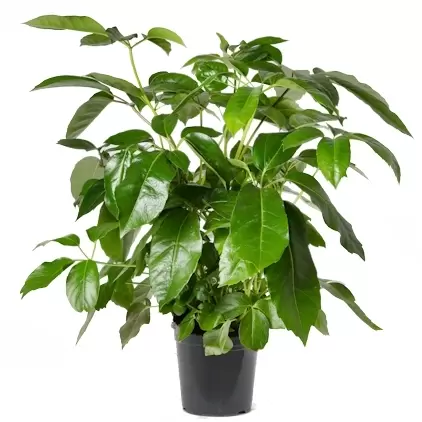 Schefflera actin. 'Amate' P24