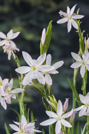 Schizostylis coc. 'Mrs. Hegarty' - afbeelding 2