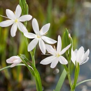 Schizostylis coccinea Alba - afbeelding 2