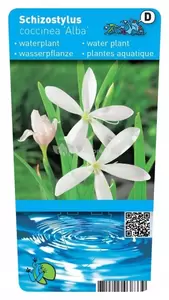 Schizostylis coccinea Alba - afbeelding 2