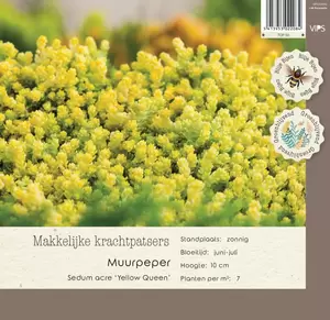 VIPS Sedum acre Yellow Queen p9