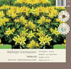 VIPS Sedum floriferum Weihenst. Gold p9