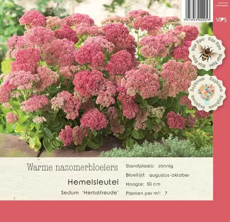 VIPS Sedum Herbstfreude p9