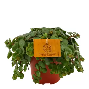 Sedum makinoi 'Tornado' P12 - afbeelding 3