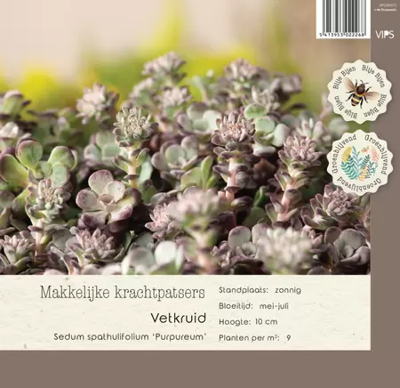 VIPS Sedum spathulifolium Purpureum p9