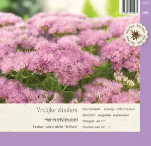 VIPS Sedum spectabile Brillant  p9