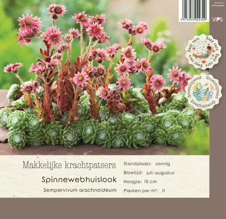 VIPS Sempervivum arachnoideum p9