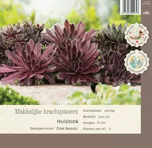 VIPS Sempervivum Dark Beauty p9