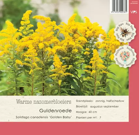 VIPS Solidago canadens. Golden Baby p9