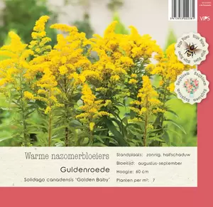 VIPS Solidago canadens. Golden Baby p9
