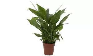 Spathiphyllum Çhopin' P10,5 - afbeelding 1