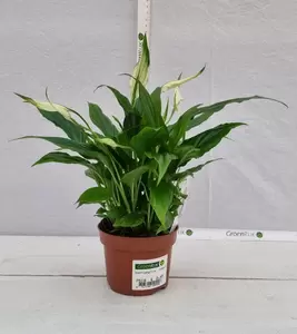 Spathiphyllum Çhopin' P10,5 - afbeelding 2