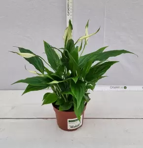 Spathiphyllum Çhopin' P10,5 - afbeelding 3