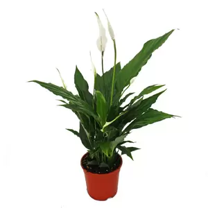 Spathiphyllum 'Sweet Chico'