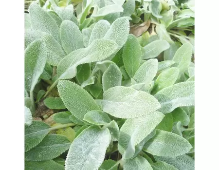 Stachys byzantina 4-pack - afbeelding 2