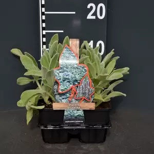 Stachys byzantina 4-pack - afbeelding 2