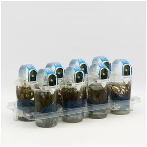 Stratiotes aloides Beker medium - afbeelding 2