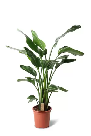 Strelitzia nicolai P27