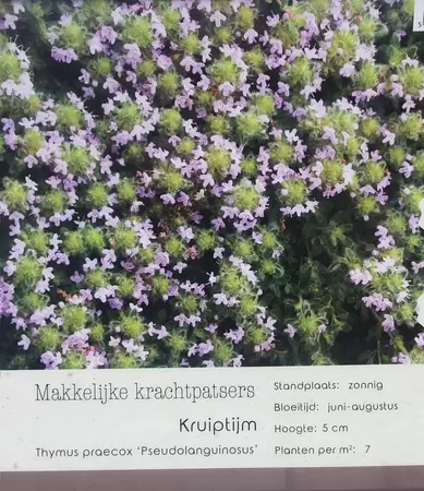 VIPS Thymus praecox Pseudolanguinosus P9