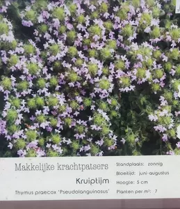 VIPS Thymus praecox Pseudolanguinosus P9