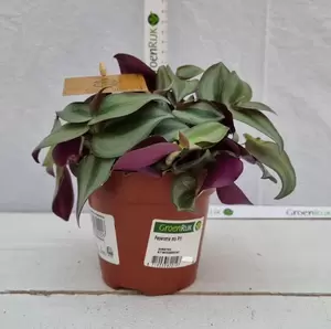 Tradescantia zebrina 'Purpusii' P10.5 - afbeelding 2