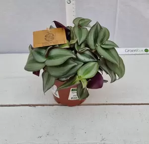 Tradescantia zebrina 'Purpusii' P10.5 - afbeelding 2