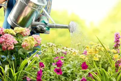 Tuinplanten