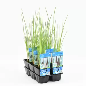 Typha angustifolia - afbeelding 2