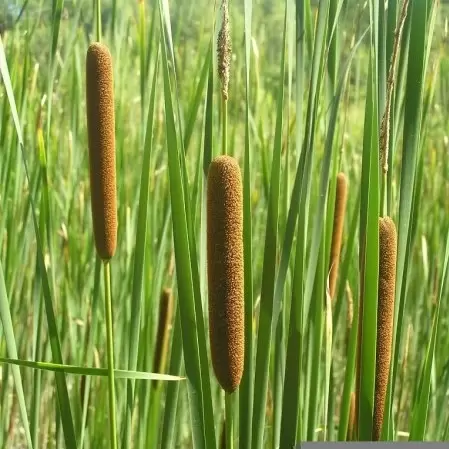 Typha angustifolia - afbeelding 2